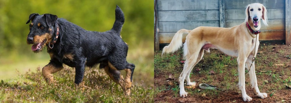 Saluki vs Jagdterrier - Breed Comparison