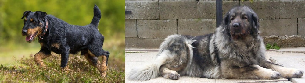 Sarplaninac vs Jagdterrier - Breed Comparison