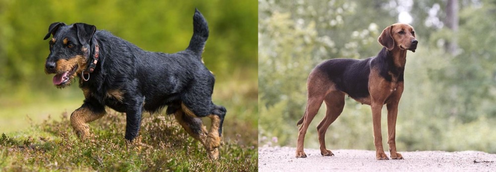 Schillerstovare vs Jagdterrier - Breed Comparison