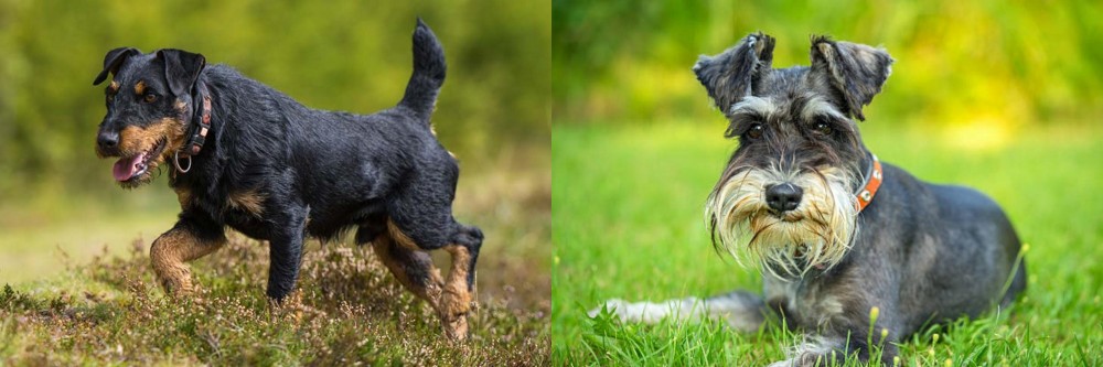 Schnauzer vs Jagdterrier - Breed Comparison