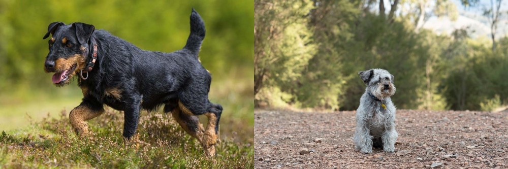Schnoodle vs Jagdterrier - Breed Comparison