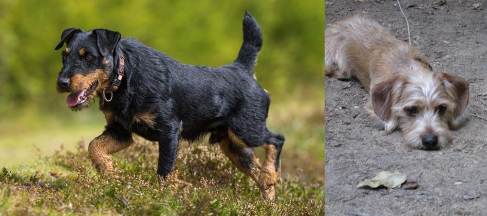 Schweenie vs Jagdterrier - Breed Comparison