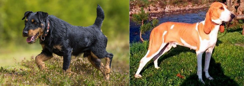 Schweizer Laufhund vs Jagdterrier - Breed Comparison