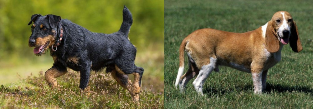 Schweizer Niederlaufhund vs Jagdterrier - Breed Comparison