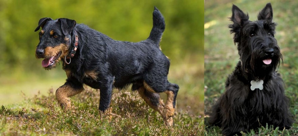 Scoland Terrier vs Jagdterrier - Breed Comparison