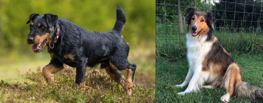 Scotch Collie vs Jagdterrier - Breed Comparison