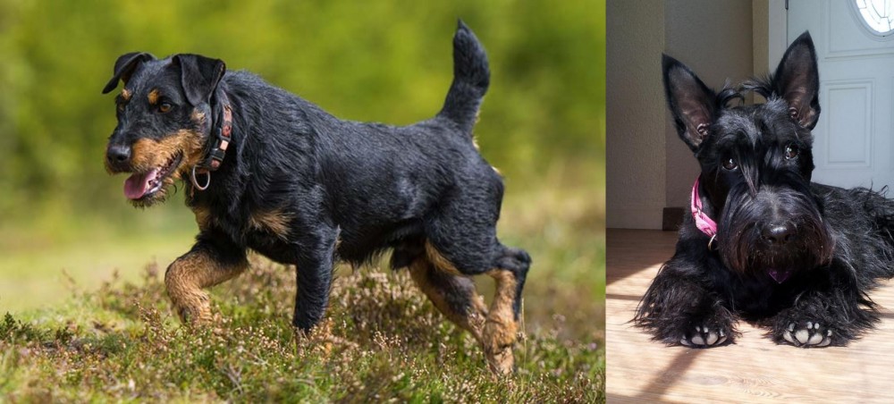 Scottish Terrier vs Jagdterrier - Breed Comparison