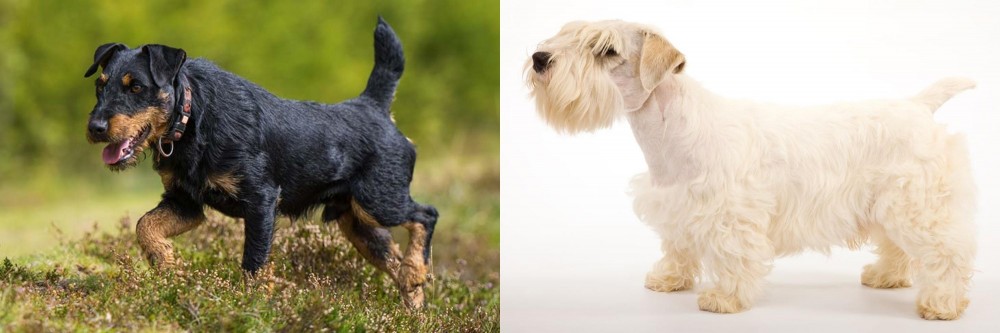 Sealyham Terrier vs Jagdterrier - Breed Comparison