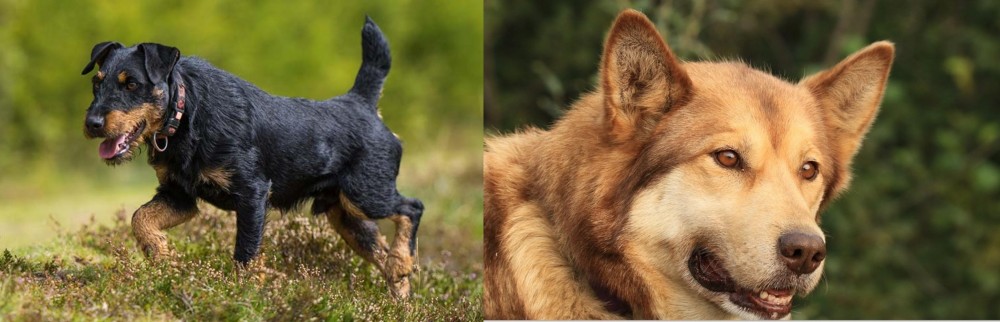 Seppala Siberian Sleddog vs Jagdterrier - Breed Comparison