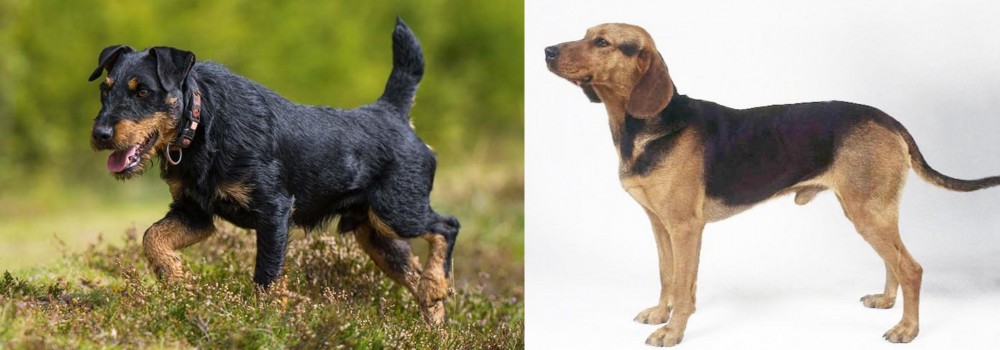 Serbian Hound vs Jagdterrier - Breed Comparison