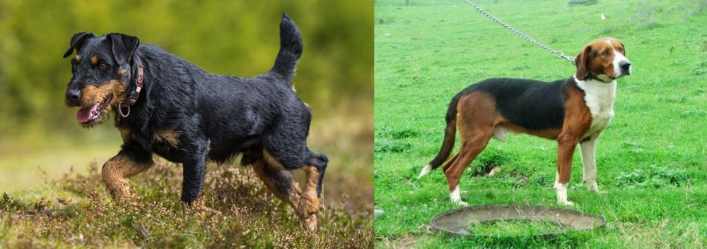 Serbian Tricolour Hound vs Jagdterrier - Breed Comparison