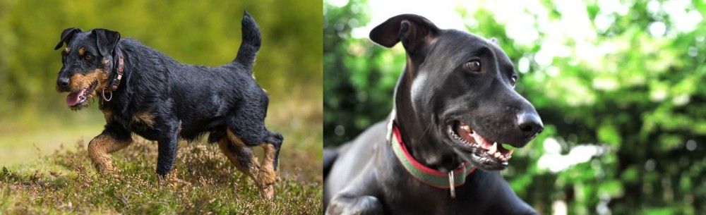 Shepard Labrador vs Jagdterrier - Breed Comparison