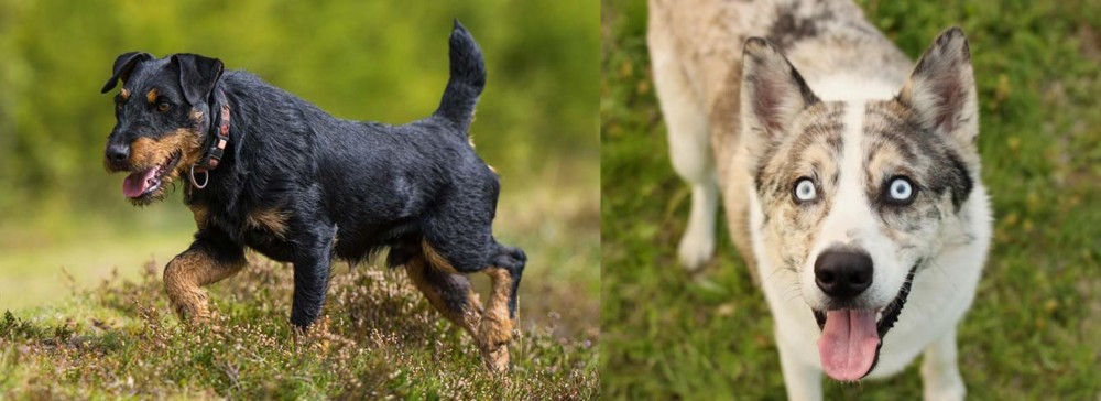 Shepherd Husky vs Jagdterrier - Breed Comparison