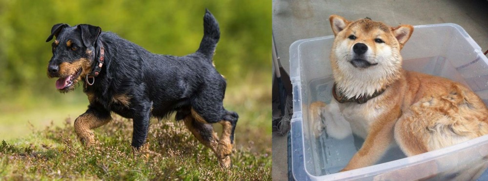 Shiba Inu vs Jagdterrier - Breed Comparison