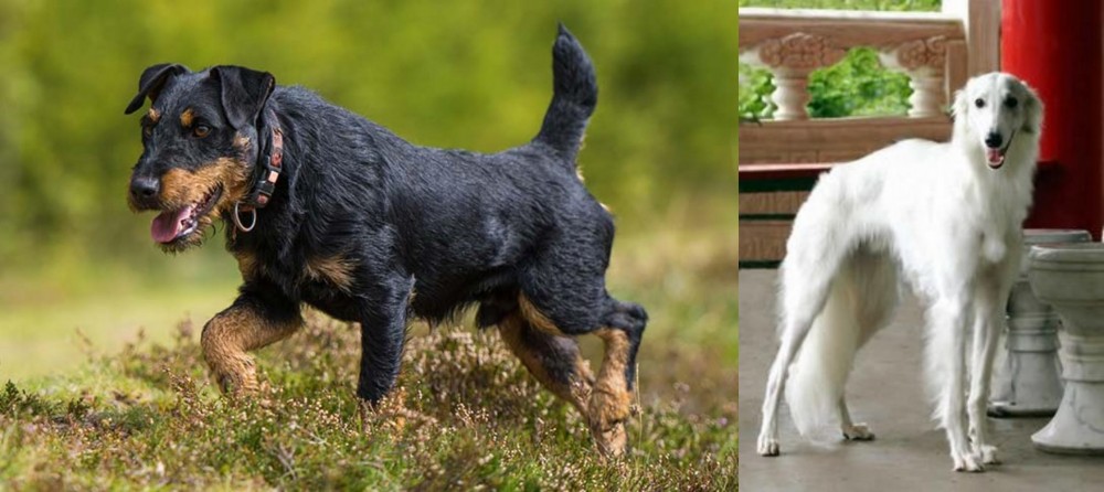 Silken Windhound vs Jagdterrier - Breed Comparison