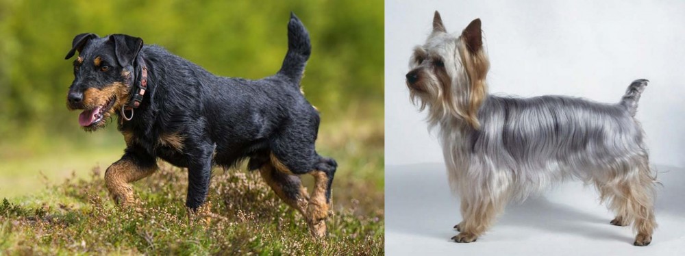Silky Terrier vs Jagdterrier - Breed Comparison