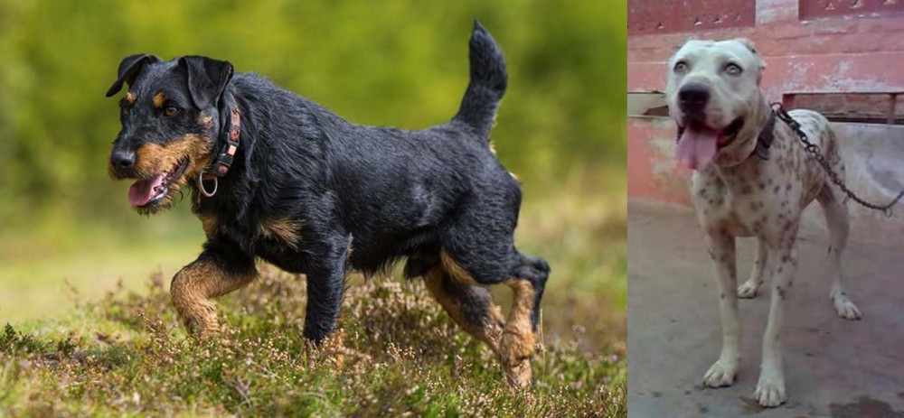 Sindh Mastiff vs Jagdterrier - Breed Comparison
