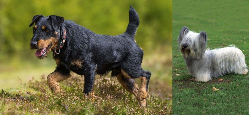 Skye Terrier vs Jagdterrier - Breed Comparison