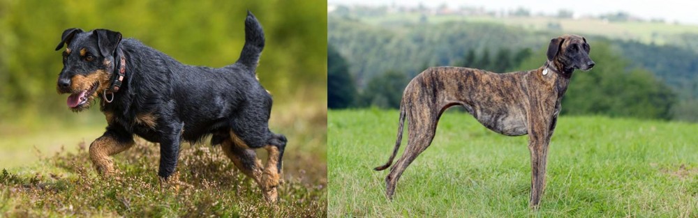 Sloughi vs Jagdterrier - Breed Comparison