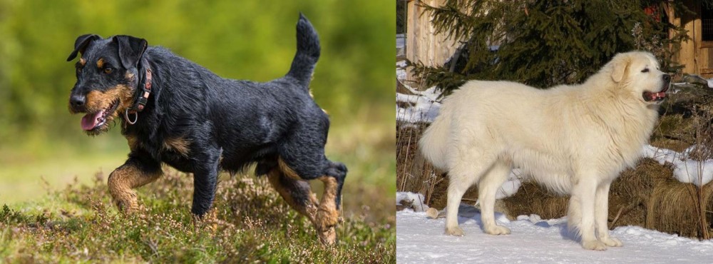Slovak Cuvac vs Jagdterrier - Breed Comparison