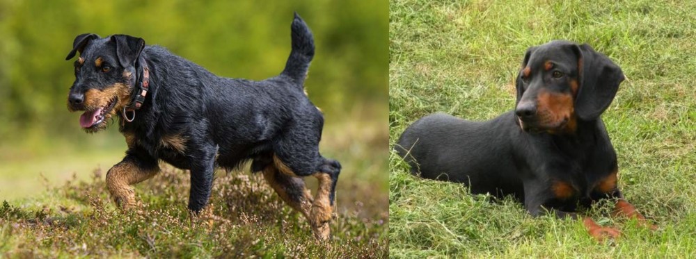 Slovakian Hound vs Jagdterrier - Breed Comparison