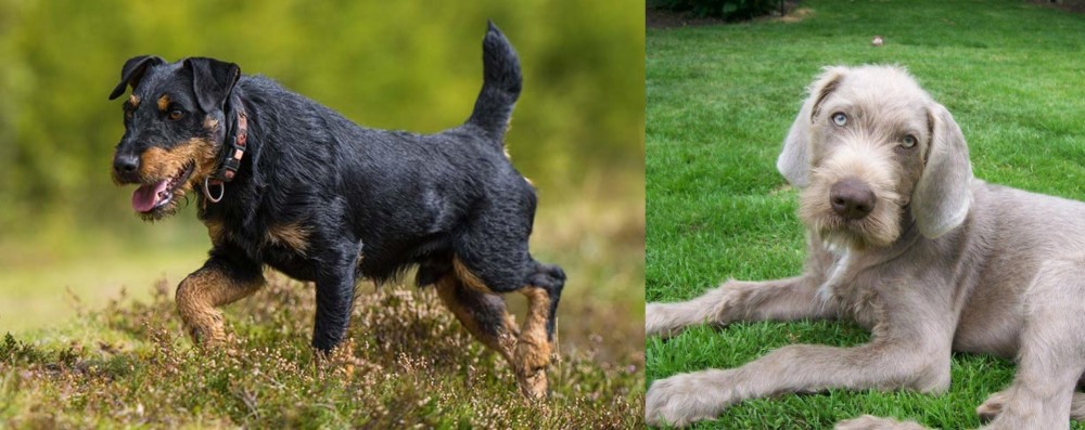Slovakian Rough Haired Pointer vs Jagdterrier - Breed Comparison