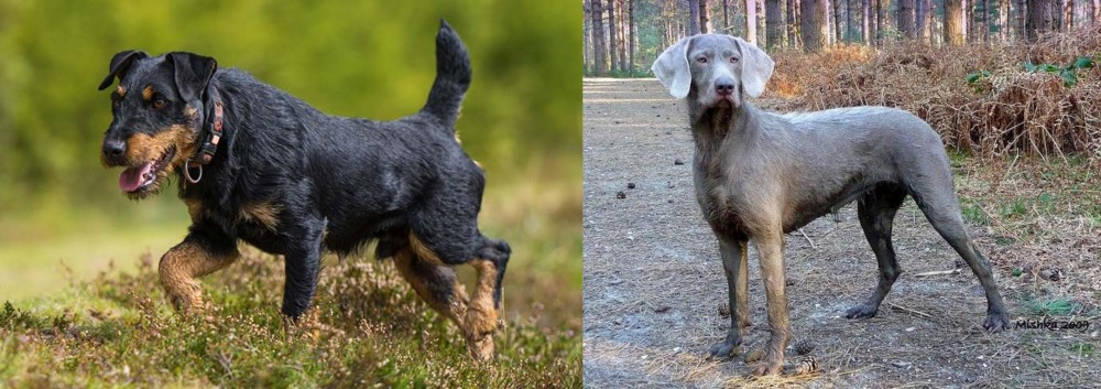 Slovensky Hrubosrsty Stavac vs Jagdterrier - Breed Comparison