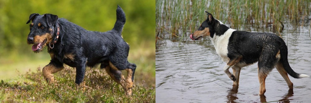 Smooth Collie vs Jagdterrier - Breed Comparison