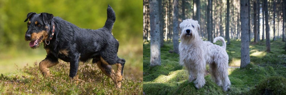Soft-Coated Wheaten Terrier vs Jagdterrier - Breed Comparison