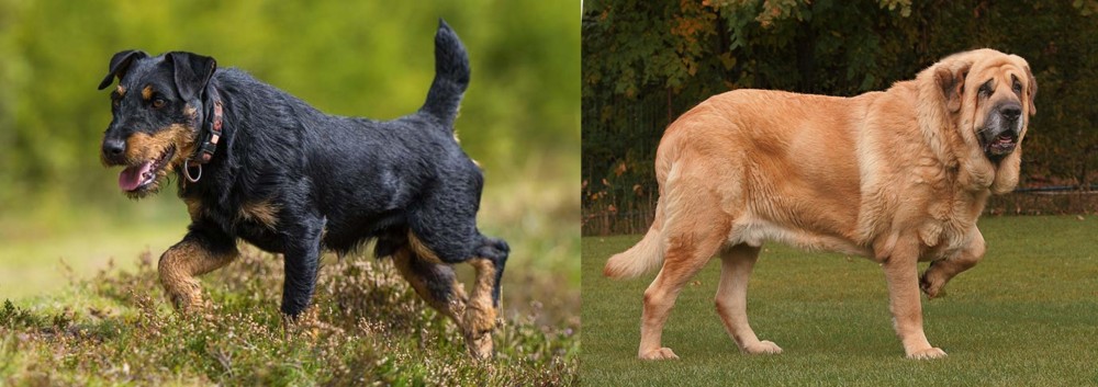 Spanish Mastiff vs Jagdterrier - Breed Comparison