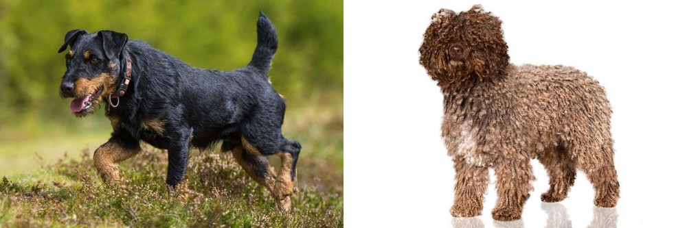 Spanish Water Dog vs Jagdterrier - Breed Comparison