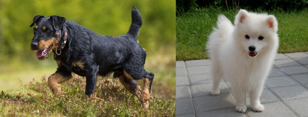 Spitz vs Jagdterrier - Breed Comparison