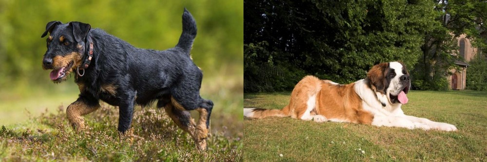 St. Bernard vs Jagdterrier - Breed Comparison