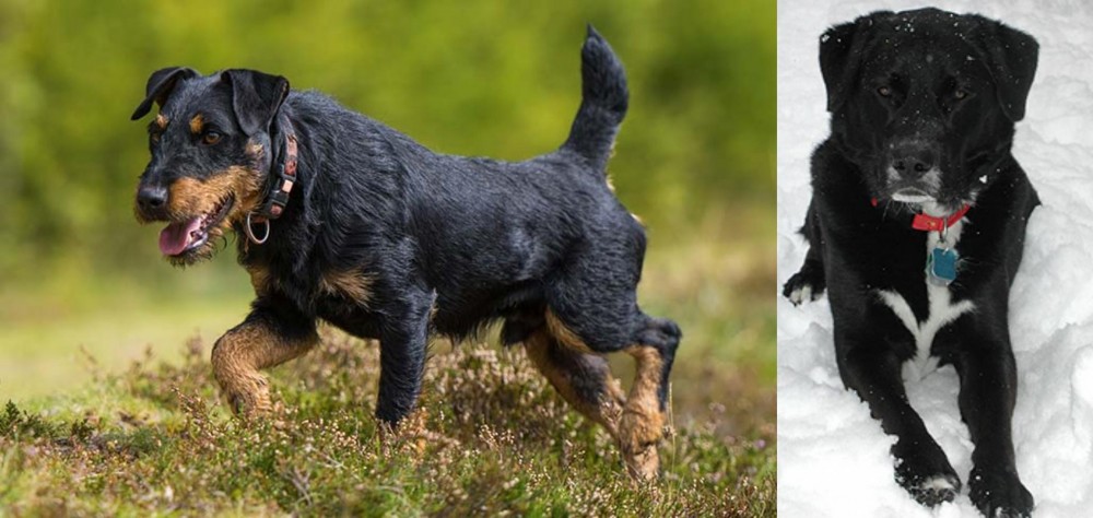 St. John's Water Dog vs Jagdterrier - Breed Comparison