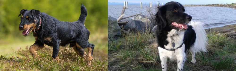 Stabyhoun vs Jagdterrier - Breed Comparison
