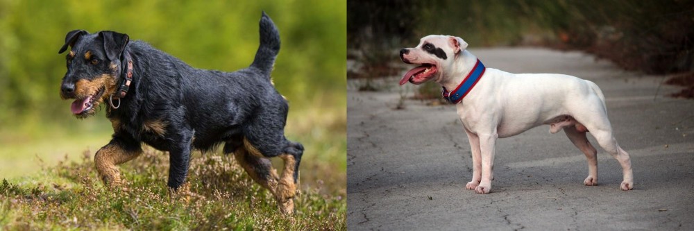 Staffordshire Bull Terrier vs Jagdterrier - Breed Comparison