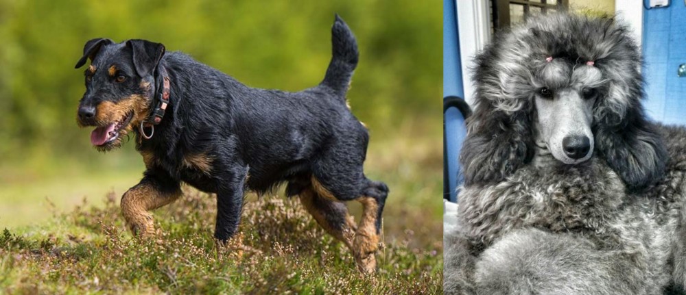 Standard Poodle vs Jagdterrier - Breed Comparison