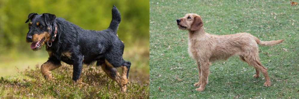 Styrian Coarse Haired Hound vs Jagdterrier - Breed Comparison