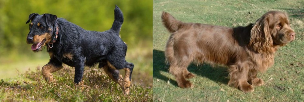 Sussex Spaniel vs Jagdterrier - Breed Comparison