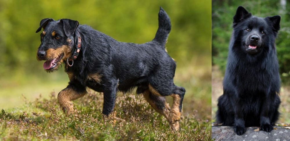 Swedish Lapphund vs Jagdterrier - Breed Comparison