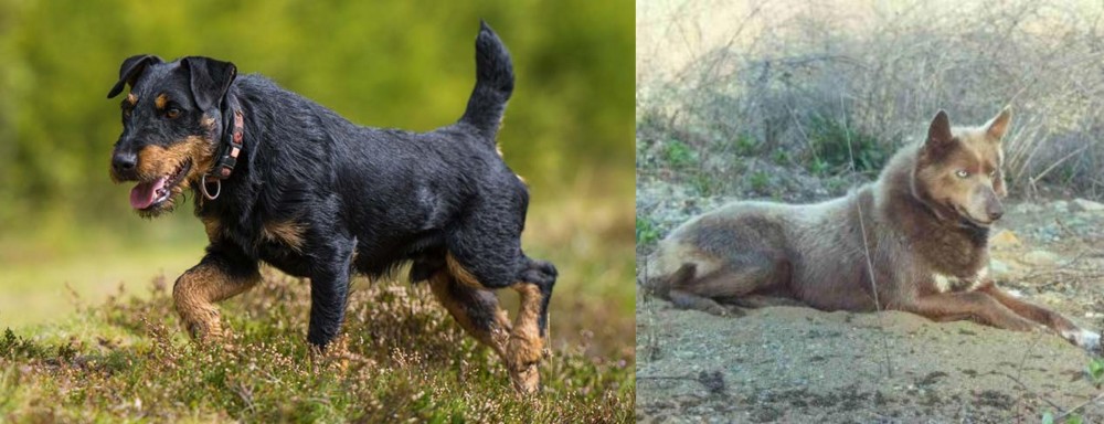 Tahltan Bear Dog vs Jagdterrier - Breed Comparison