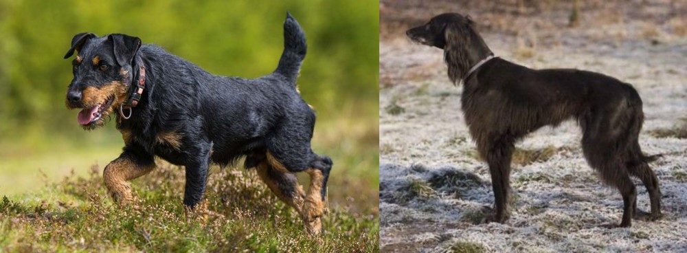 Taigan vs Jagdterrier - Breed Comparison