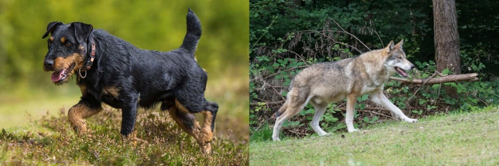 Tamaskan vs Jagdterrier - Breed Comparison