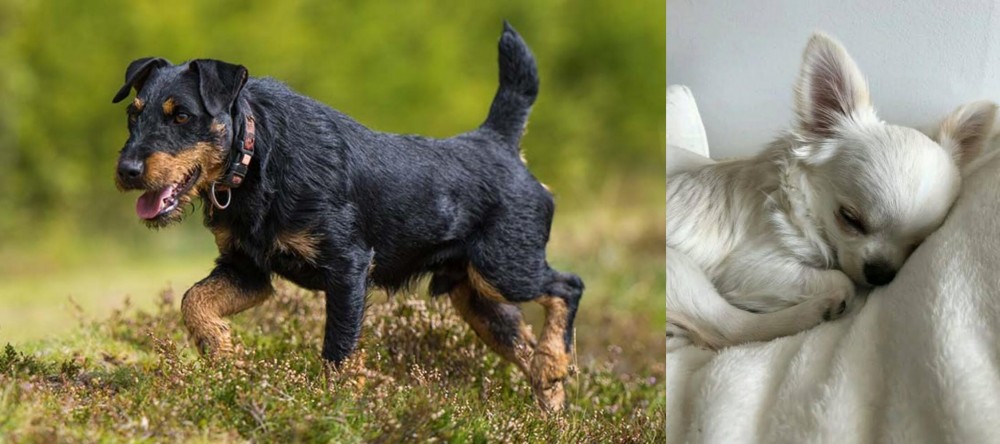 Tea Cup Chihuahua vs Jagdterrier - Breed Comparison
