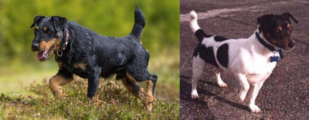Teddy Roosevelt Terrier vs Jagdterrier - Breed Comparison