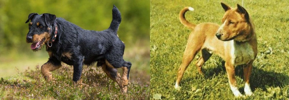 Telomian vs Jagdterrier - Breed Comparison