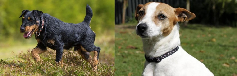 Tenterfield Terrier vs Jagdterrier - Breed Comparison