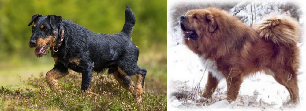 Tibetan Kyi Apso vs Jagdterrier - Breed Comparison