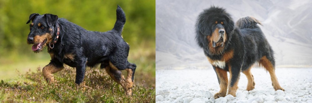 Tibetan Mastiff vs Jagdterrier - Breed Comparison