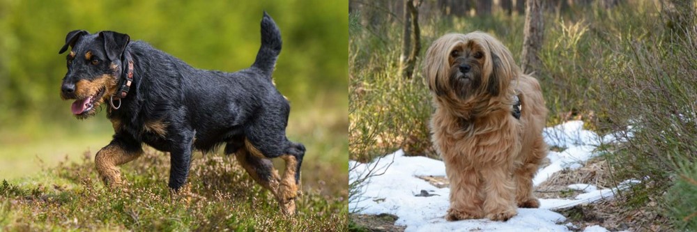Tibetan Terrier vs Jagdterrier - Breed Comparison